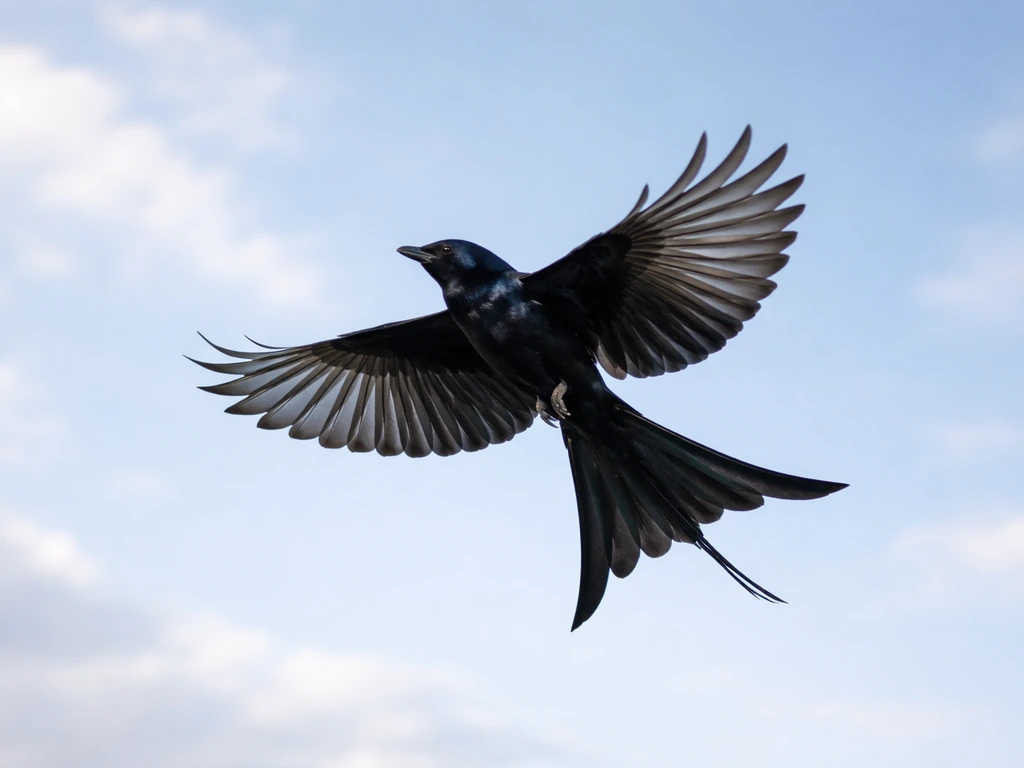 Drongo Bird Spiritual Meaning: What It Means for You Now