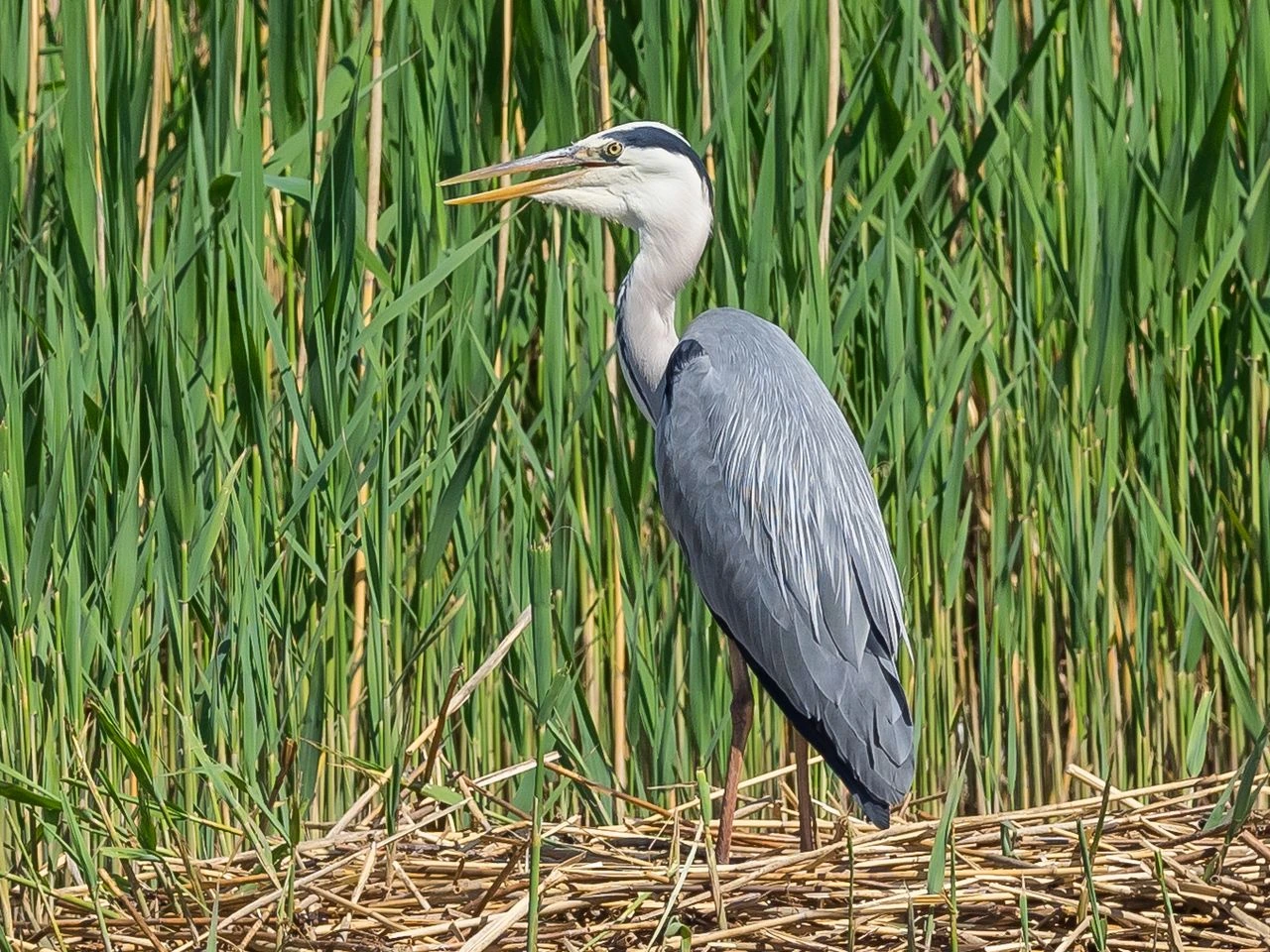 Grey Heron Bird Spiritual Meaning: What to Do When It Appears